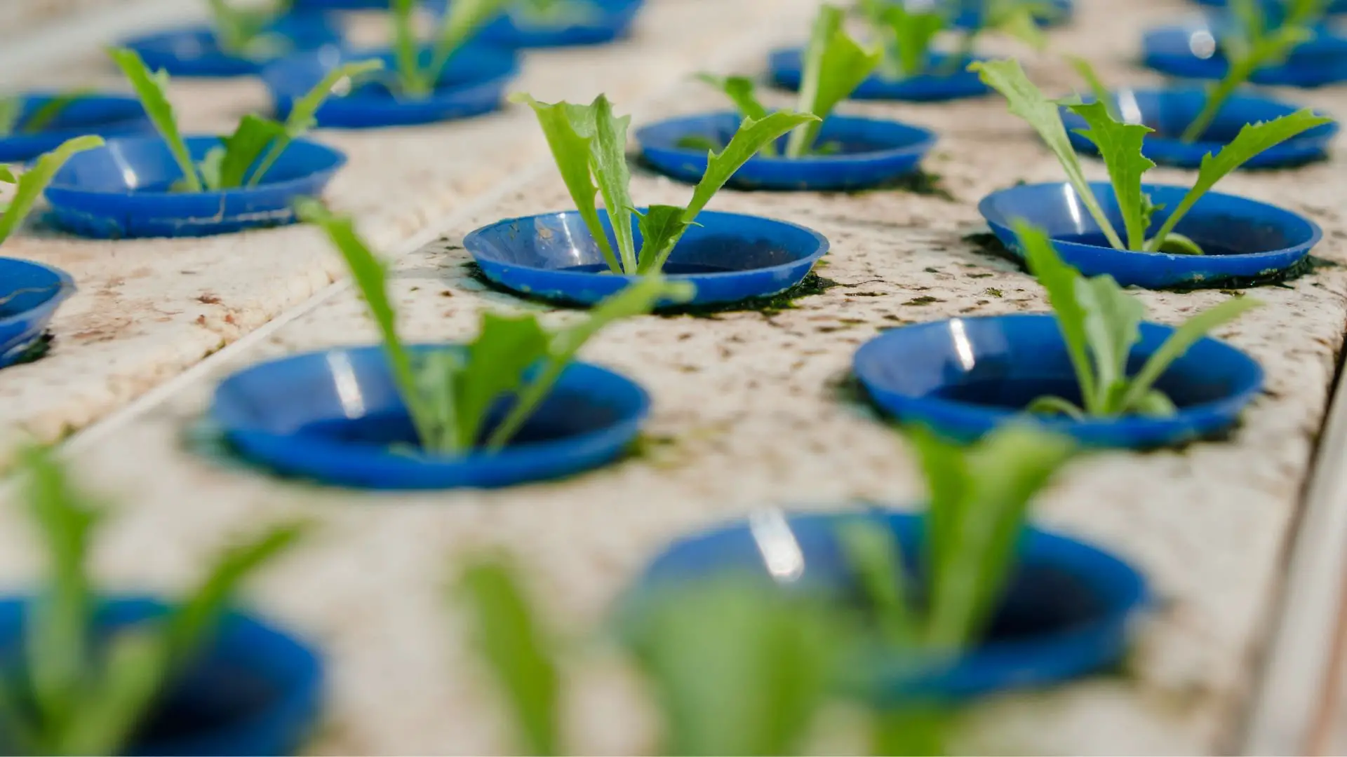 Hydroponic Timers: Precision Control for Optimal Plant Growth