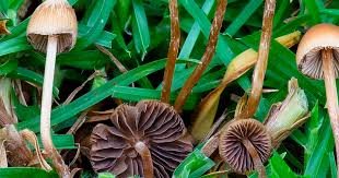 Exploring The Wonders Of Mushrooms: A Comprehensive Guide