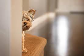 Dog Anxiety Guide: Tips To Calm Your Pup